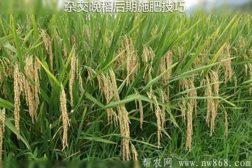 杂交晚稻后期施肥技巧