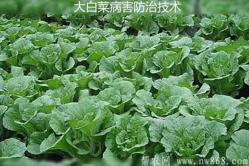 大白菜病害防治技术