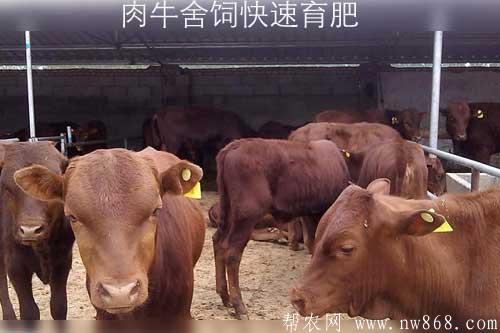 肉牛舍饲快速育肥