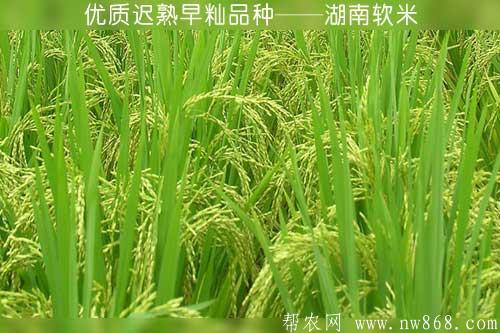 优质迟熟早籼品种——湖南软米