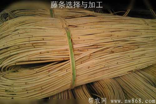 藤条选择与加工