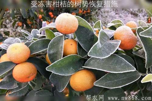 受冻害柑桔的树势恢复措施