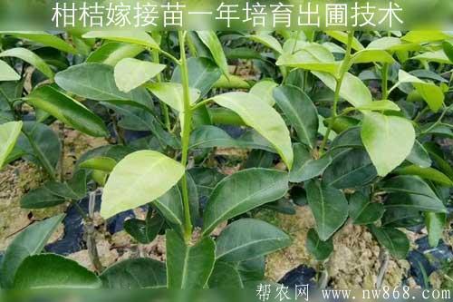 柑桔嫁接苗一年培育出圃技术
