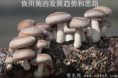 食用菌的发展趋势和思路