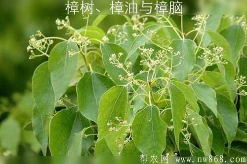 樟树、樟油与樟脑