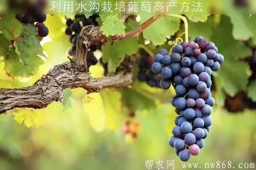 利用水沟栽培葡萄高产方法
