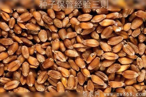 种子保管经验三则