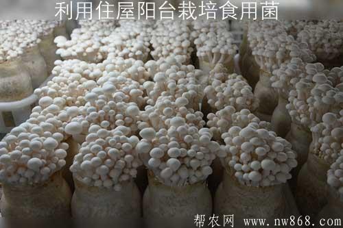 利用住屋阳台栽培食用菌