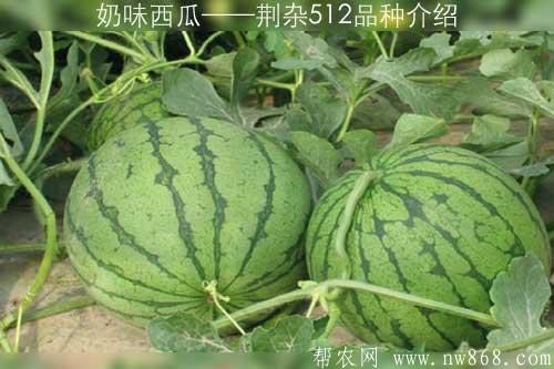 奶味西瓜——荆杂512品种介绍