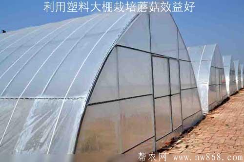 利用塑料大棚栽培蘑菇效益好