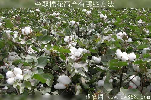 夺取棉花高产有哪些方法