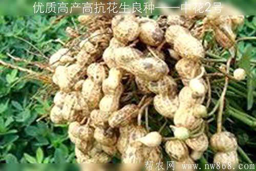 优质高产高抗花生良种——中花2号
