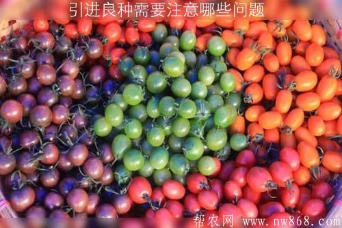 引进良种需要注意哪些问题