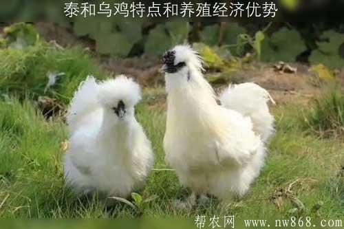 泰和乌鸡特点和养殖经济优势