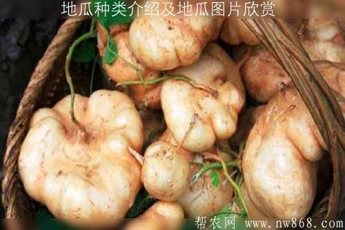 地瓜种类介绍及地瓜图片欣赏 地瓜种类介绍及地瓜图片欣赏