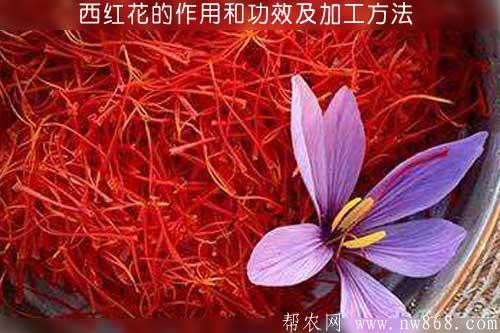 西红花的作用和功效及加工方法 西红花的作用和功效及加工方法