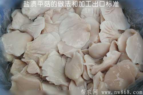 盐渍平菇的做法和加工出口标准 盐渍平菇的做法和加工出口标准