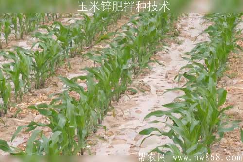 玉米锌肥拌种技术 玉米锌肥拌种技术