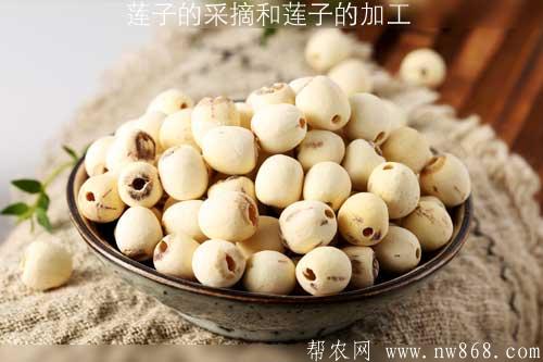 莲子的采摘和莲子的加工 莲子的采摘和莲子的加工