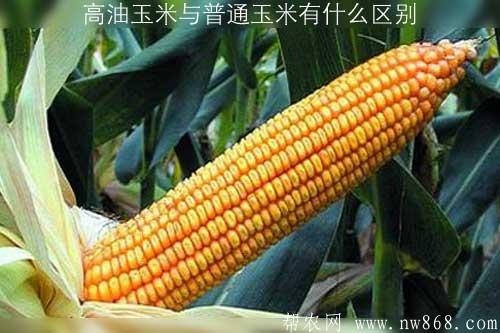 高油玉米与普通玉米有什么区别 高油玉米与普通玉米有什么区别