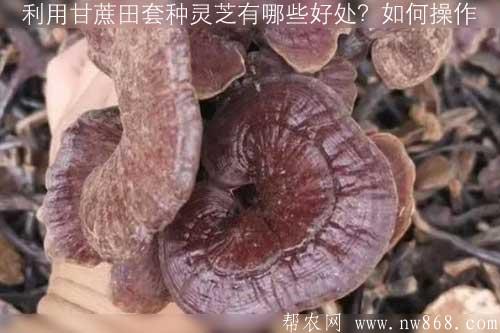 利用甘蔗田套种灵芝有哪些好处?如何操作 利用甘蔗田套种灵芝有哪些好处?如何操作