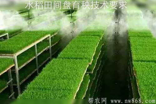 水稻田间盘育秧技术要求 水稻田间盘育秧技术要求