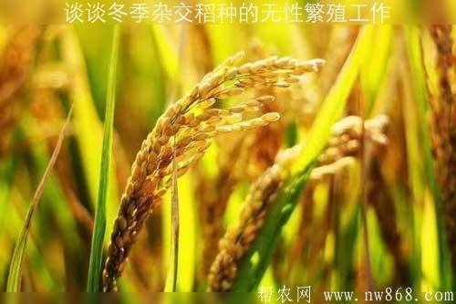 谈谈冬季杂交稻种的无性繁殖工作 谈谈冬季杂交稻种的无性繁殖工作