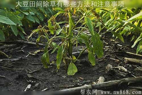 大豆田间除草有哪些方法和注意事项 大豆田间除草有哪些方法和注意事项