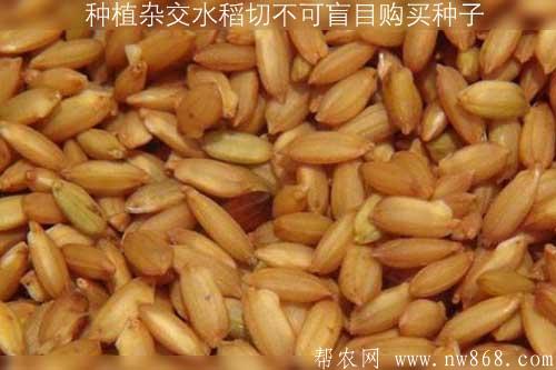 种植杂交水稻的农民朋友切不可盲目购买种子 种植杂交水稻的农民朋友切不可盲目购买种子