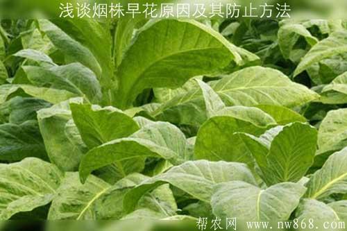 浅谈烟株早花原因及其防止方法 浅谈烟株早花原因及其防止方法