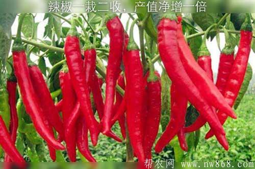 辣椒一栽二收,产值净增一倍 辣椒一栽二收,产值净增一倍