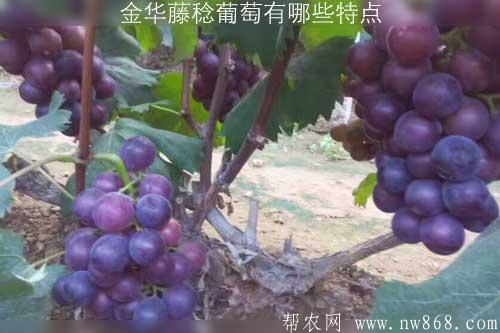 金华藤稔葡萄有哪些特点?这种葡萄适合哪些地区种植 金华藤稔葡萄有哪些特点?这种葡萄适合哪些地区种植