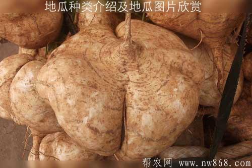 地瓜种类介绍及地瓜图片欣赏 地瓜种类介绍及地瓜图片欣赏