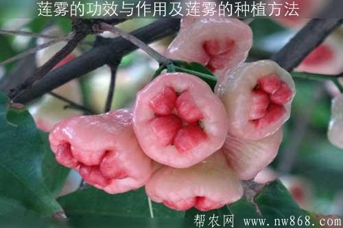 说一说莲雾的功效与作用以及莲雾的育苗种植方法 说一说莲雾的功效与作用以及莲雾的育苗种植方法