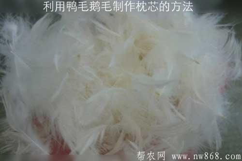 利用鸭毛鹅毛制作枕芯的方法 利用鸭毛鹅毛制作枕芯的方法