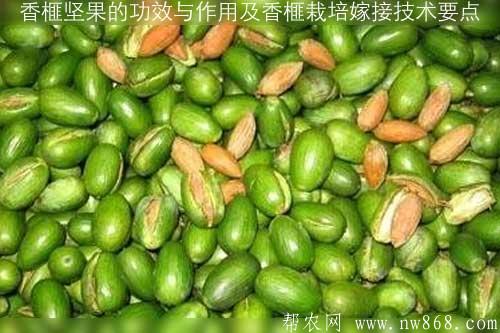 香榧坚果的功效与作用及香榧栽培嫁接技术要点 香榧坚果的功效与作用及香榧栽培嫁接技术要点
