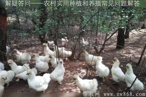 解疑答问——农村实用种植和养殖常见问题解答 解疑答问——农村实用种植和养殖常见问题解答