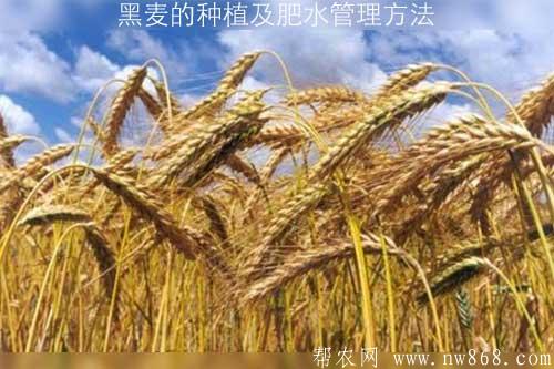 黑麦的种植及肥水管理方法 黑麦的种植及肥水管理方法