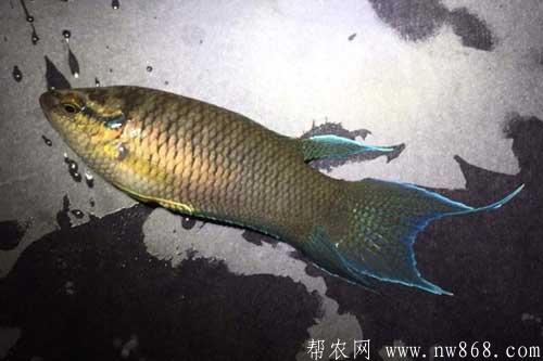 斗鱼养殖需要注意哪些问题 斗鱼养殖需要注意哪些问题