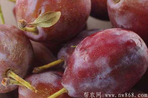 西梅的功效与作用|西梅的营养价值 西梅的功效与作用|西梅的营养价值