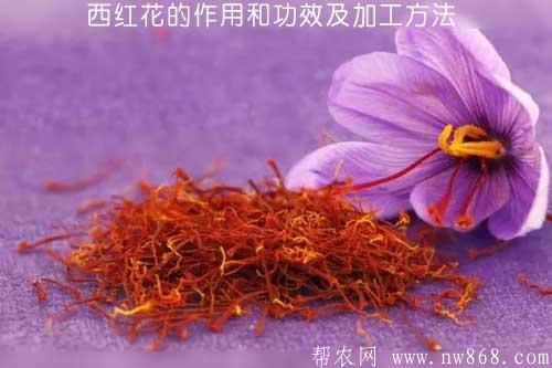 西红花的作用和功效及加工方法 西红花的作用和功效及加工方法
