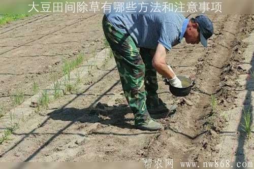 大豆田间除草有哪些方法和注意事项 大豆田间除草有哪些方法和注意事项
