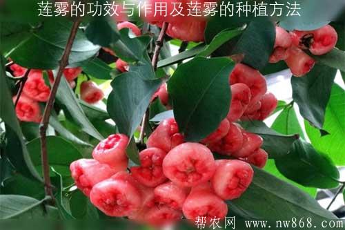 说一说莲雾的功效与作用以及莲雾的育苗种植方法 说一说莲雾的功效与作用以及莲雾的育苗种植方法