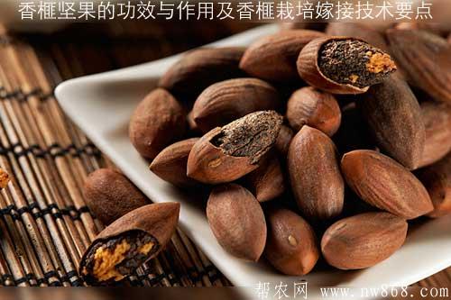 香榧坚果的功效与作用及香榧栽培嫁接技术要点 香榧坚果的功效与作用及香榧栽培嫁接技术要点