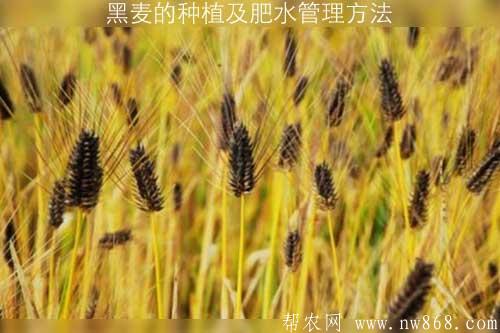 黑麦的种植及肥水管理方法 黑麦的种植及肥水管理方法