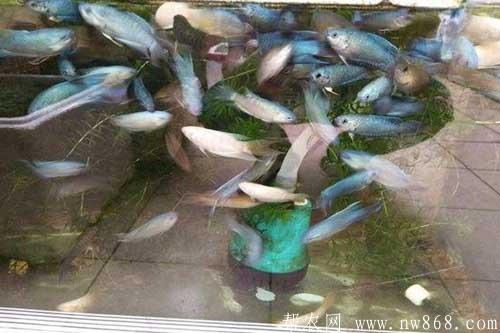 斗鱼养殖需要注意哪些问题 斗鱼养殖需要注意哪些问题