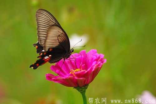 蝴蝶效应是什么意思|蝴蝶是益虫还是害虫 蝴蝶效应是什么意思|蝴蝶是益虫还是害虫