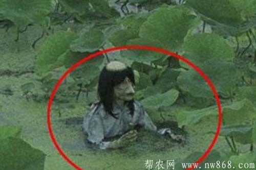 水猴子是什么?很多水猴子图片是真的吗 水猴子是什么?很多水猴子图片是真的吗