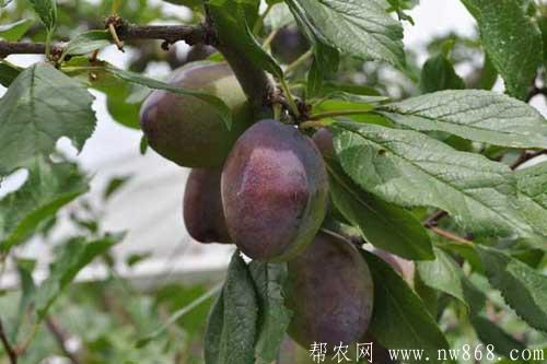 西梅的功效与作用|西梅的营养价值 西梅的功效与作用|西梅的营养价值
