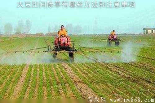大豆田间除草有哪些方法和注意事项 大豆田间除草有哪些方法和注意事项